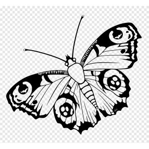 Png Clipart Butterfly Insect Visual Arts Peacock Animals Leaf